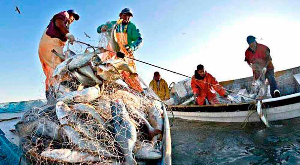 Clima Pesca – Iniciativa de la Organización del Sector Pesquero y Acuícola